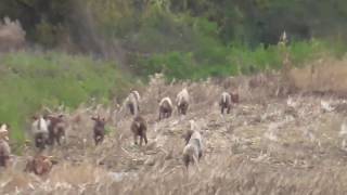 Portman Hunt filmed chasing a fox [upl. by Hsekin600]