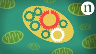 Mitochondrial diseases [upl. by Bartie]