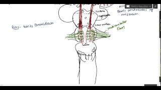 Neuroanatomy  Corticospinal Tract USMLE [upl. by Inanuah]