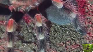 Mexican Redknee Tarantula Spider Spinning Web [upl. by Salsbury230]