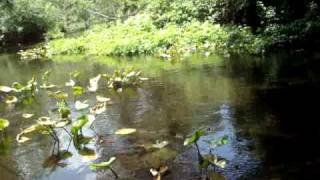 River Bass Fishing at Wakiva Springs episode 14 [upl. by Baoj259]