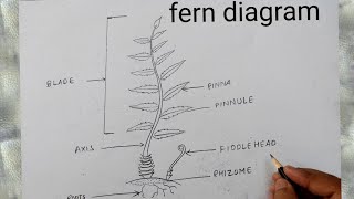 how to draw fern diagram [upl. by Early]