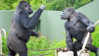 Excited Gorillas not Allowed Indoors by Frustrated Silverback  The Shabanis Group [upl. by Euqinobe358]