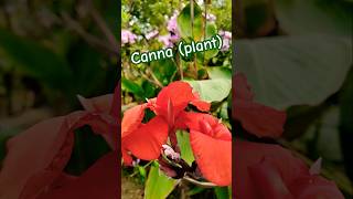 Canna plant [upl. by Anavi]