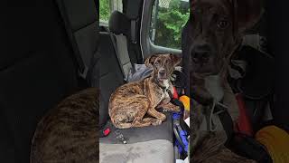 Mountain Cur puppy dumped in our mountains She needs a home rescue puppy animals life [upl. by Alomeda]