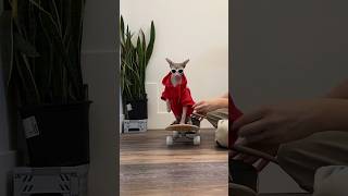 I Taught My Cat How To Skateboard 🛹 openfarmpet openfarmpartner shorts sphynx pets [upl. by Beka]