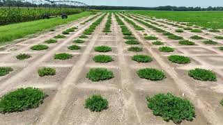 Midville GA  July 15 2024  Peanut Plots 3 [upl. by Antonia]