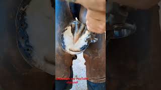 horse hoof cleaning  horse hoof removal viral viralvideo horse horselover horsepower [upl. by Ehcrop]