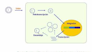 Retrovirus para terapia génica [upl. by Amo205]