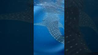 Swimming with Whale Sharks in Oslob with my family summer2024 philippines whaleshark cebu oslob [upl. by Milano]