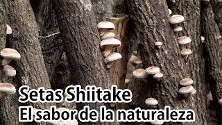 Setas Shiitake –El sabor de la naturaleza [upl. by Polad]