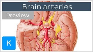 Arteries of the brain inferior view preview  Human Anatomy  Kenhub [upl. by Rita]