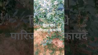 चमत्कारी दिव्य पौधा जिसे 5 मिनट छूने मात्र से मिट जाती है थकान Harsingar plant benefits shorts [upl. by Lough]