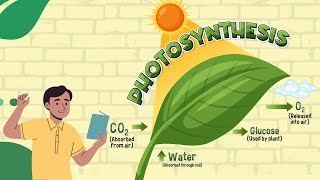 What is Photosynthesis Process Equation and Importance [upl. by Nnil]