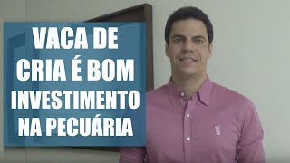 VACA DE CRIA É UM BOM INVESTIMENTO [upl. by Eelram]