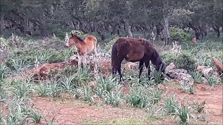 I cavallini della Giara  Sardegna [upl. by Borlase980]