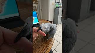 ClarenceCarterTHEAfricangrey [upl. by Tattan]