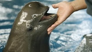 Rare porpoise in danger of extinction [upl. by Irek]