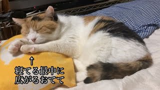 【三毛猫】すやすや眠る猫（2023年1月23日） [upl. by Eus]