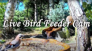 Live Bird Feeder Cam  Forest Nook  Poland Zywiec [upl. by Ahsoj]