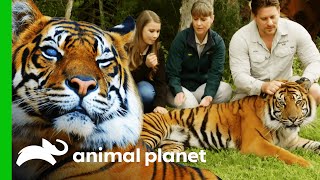 Australia Zoos Tiger Conservation Programme  Crikey Its The Irwins [upl. by Araeic]