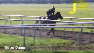 Newmarket Gallops 270724  Julia Feilden Racing [upl. by Ritz]