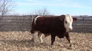 L342 Brink Genetics 2024 Fleckvieh Bull amp Female Offering [upl. by Tlevesoor]