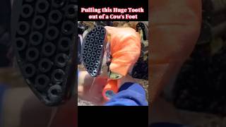 Pulling this Huge Tooth out of a Cow’s Foot tiktok fyp viral cow hoof hoofcare hoofpicking [upl. by Amerak]