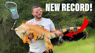 Day 4 We’ve Captured the New Florida State Record Iguana How Much Does it weigh [upl. by Seavey542]