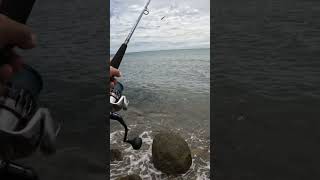 The stick bait that wouldn’t stick fishing fishingaustralia fish [upl. by Llehcnom280]