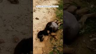 Helping a stray puppy with a swollen bellyrescuedog dogs helpdogs puppy lostdogs animals [upl. by Ackerman]