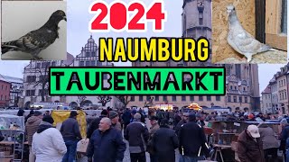 2024 Naumburg Taubenmarkt Almanya Güvercin pazarıaksoyfiloelvanguvercinleri [upl. by Roma]