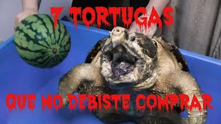 Las 7 TORTUGAS que NO DEBISTE COMPRAR  7 turtles you should never buy [upl. by Samy]