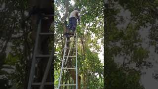 PLUCKING GIANT GRANADILLA FROM THE TOP OF A TREE [upl. by Atinal]