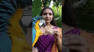 Macaw Parrot Eats Puthareku Sweet [upl. by Brinkema]