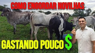 COMO ENGORDA NOVILHAS PASTO GASTANDO POUCO [upl. by Ymerrej]