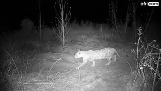 A Male Leopard Sawing at Olifants River [upl. by Silloh331]