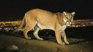 Conozca al puma que vive en las colinas de Los Ángeles [upl. by Zed]