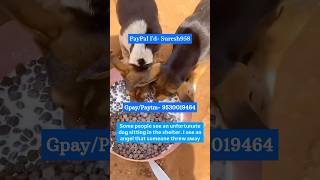 Stray dog Feeding  Rescued Stray puppiesSave Animals dogs rescuestraydogs petcare doglover [upl. by Ainahtan]