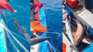 Fishing Shark Trending Videos Hook fishing 🎣 deep sea shark 🦈 [upl. by Eedoj]