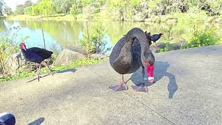 El Pajaro Cisne negro de Australia Campbelltown [upl. by Humph]