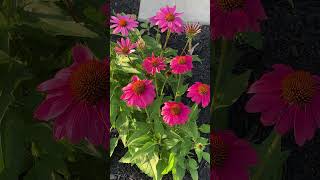 💖 Wild Berry Coneflowers pinkflowers [upl. by Merdith965]