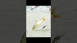 African Tiger Fish vs Swallow [upl. by Lorie56]