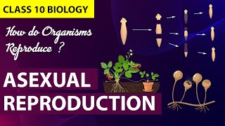 How Do Organisms Reproduce Animation PART1 CBSE Class 10 Biology Chapter 7  NCERT [upl. by Pricilla]