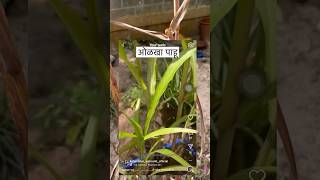 Part 1 continues…minivlog homegarden tips marathi krishna vaijayantimala shorts [upl. by Driskill387]