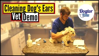 How To Clean Your Dogs Ears Like A PRO  Veterinarian Demonstrates [upl. by Ennayehc194]