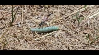 Threadwaisted Sand Wasp tries to lift too much and goes nowhere fast Genus Ammophila [upl. by Bubalo]