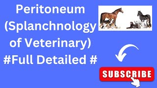 PeritoneumVeterinary AnatomySplanchnology of Veterinary [upl. by Aicirtam]