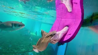 ‘Sunny’ the Cownose ray joins the St Augustine Aquarium [upl. by Munniks]