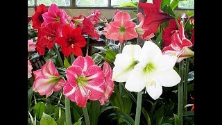 Como sembrar semillas de Hippeastrum amarillysazucenasetc etc [upl. by Suirred]